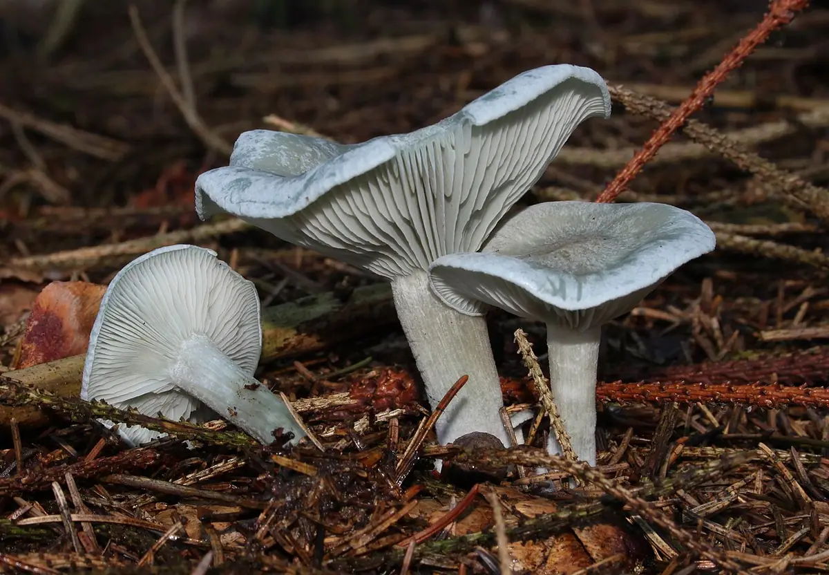 Lejkówka zielonawa (Clitocybe odora) — zdjęcie 1 z 4