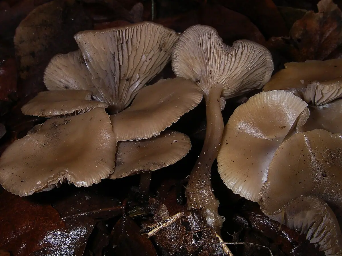 Lejkówka zimowa (Clitocybe brumalis)