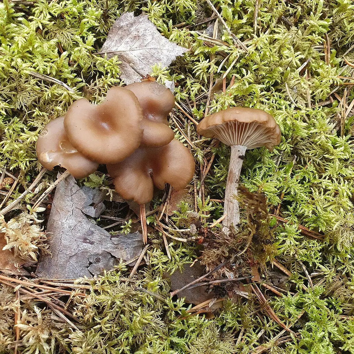 Lejkówka żółtozarodnikowa (Clitocybe strigosa) — zdjęcie 1 z 3