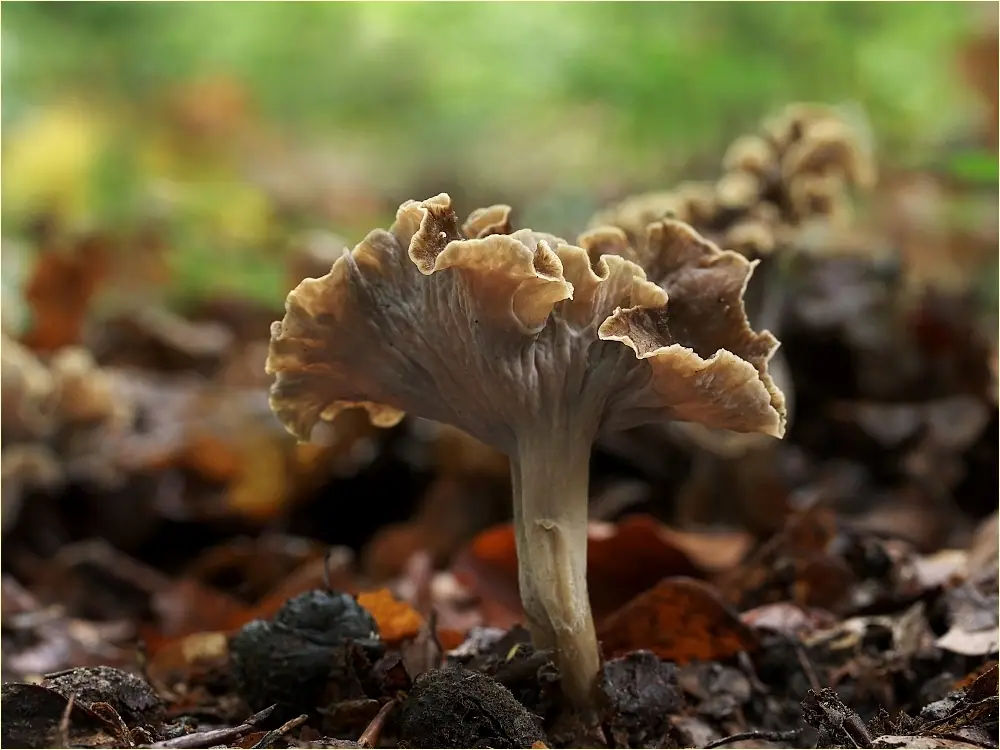 Lejkowniczek pełnotrzonowy (Pseudocraterellus undulatus) — zdjęcie 1 z 4