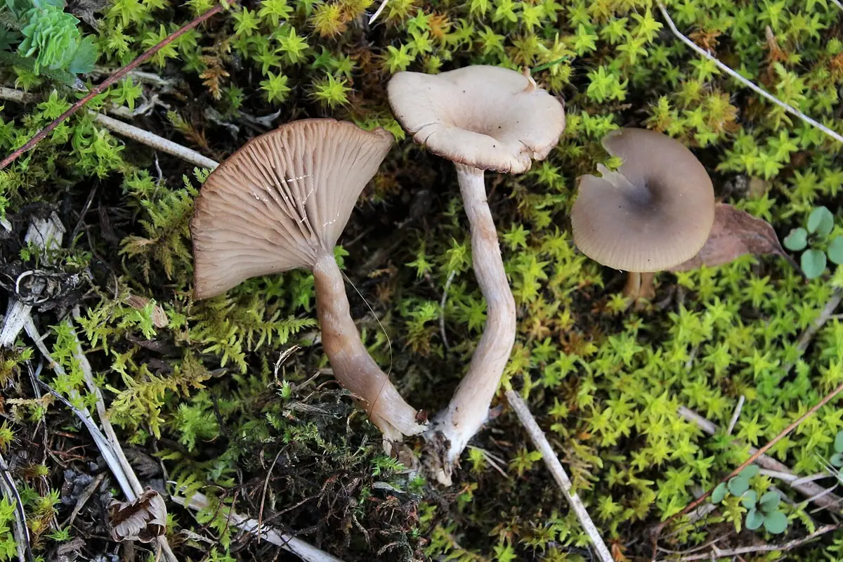 Lejkownik bezwonny (Pseudoclitocybe expallens) — zdjęcie 1 z 2
