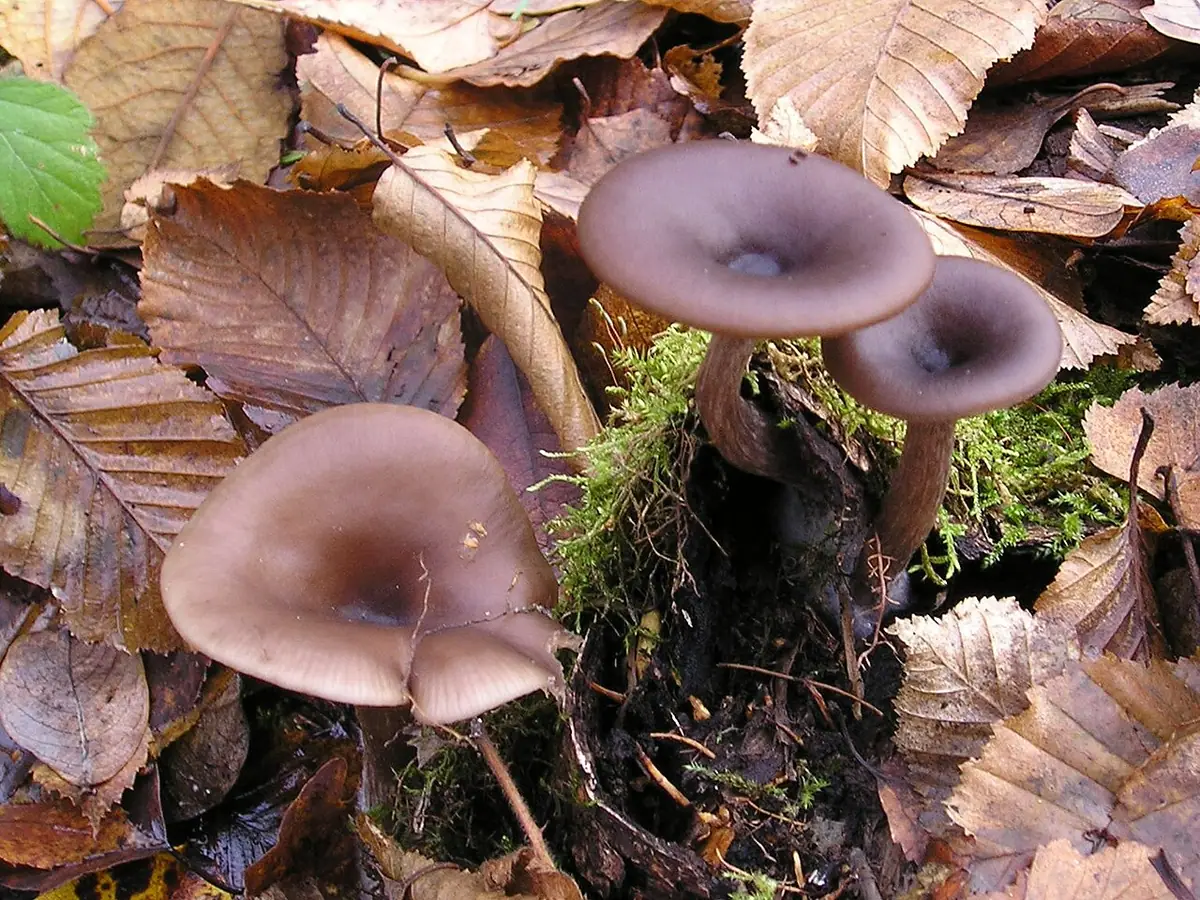 Lejkownik kubkowatokapeluszowy (Pseudoclitocybe cyathiformis) — zdjęcie 1 z 4