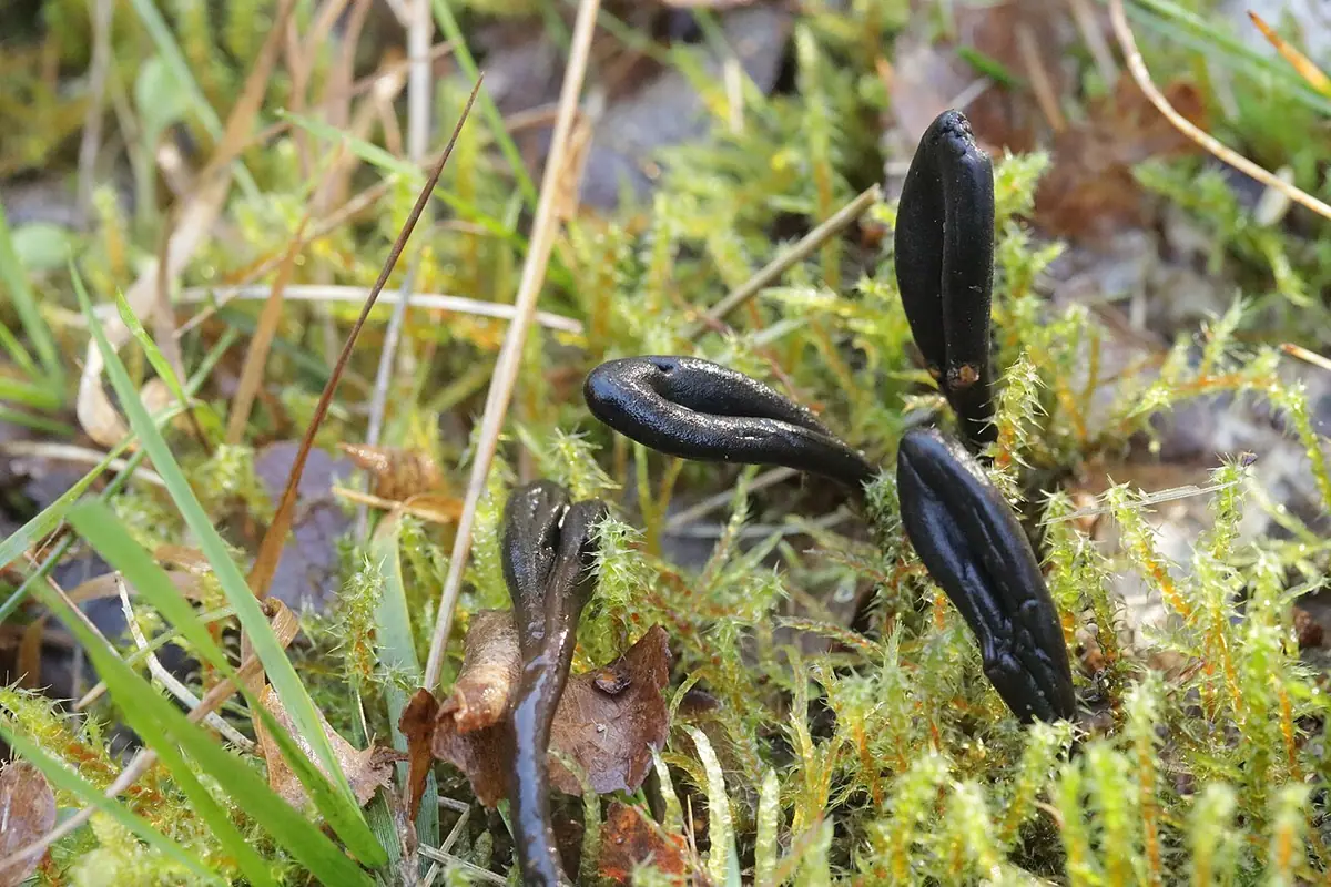 Lepkozorek śluzowaty (Geoglossum glutinosum) — zdjęcie 1 z 4