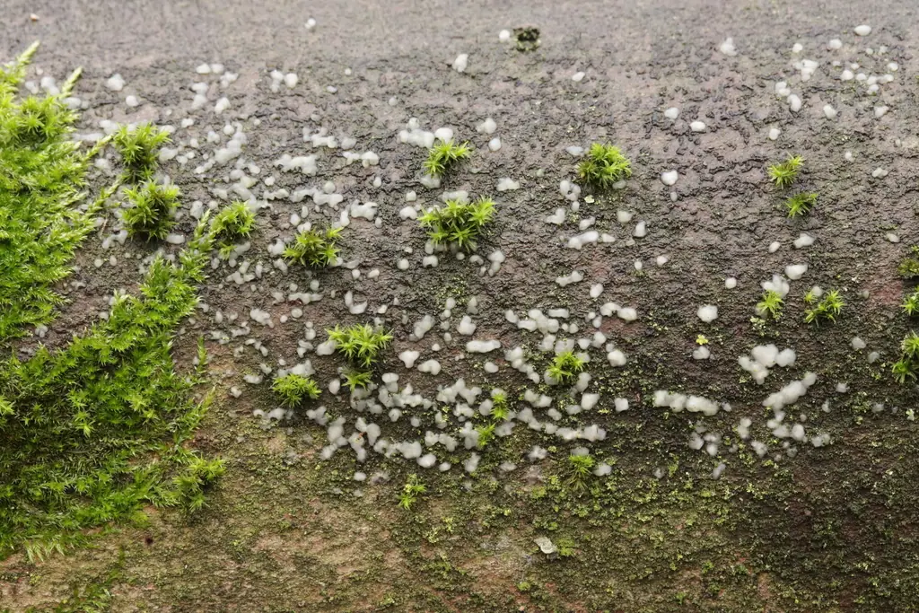 Lepniczka grzybolubna (Naohidea sebacea)