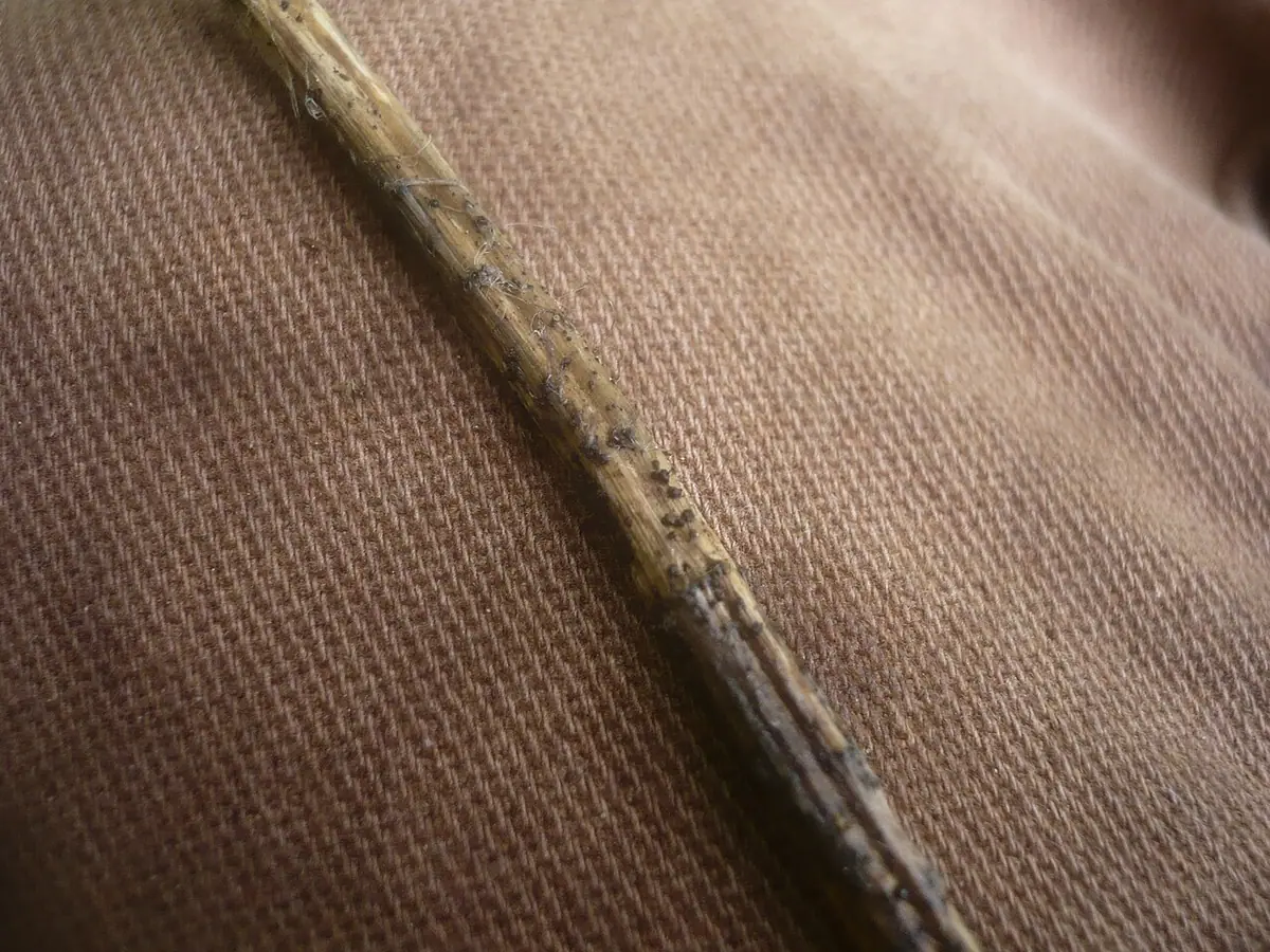 Leptosphaeria acuta — zdjęcie 1 z 4