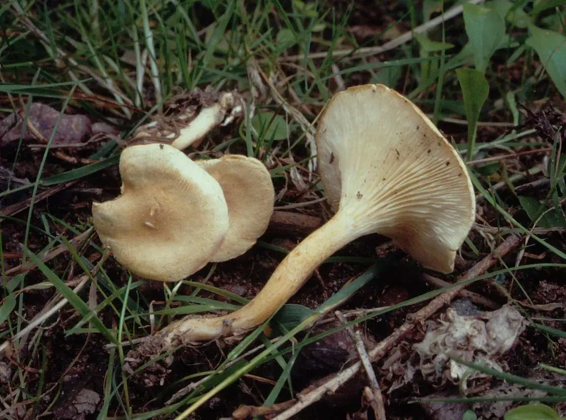 Lisówka blada (Hygrophoropsis macrospora)
