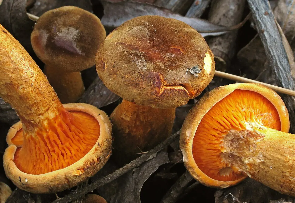 Lisówka ruda (Hygrophoropsis rufa) — zdjęcie 1 z 4