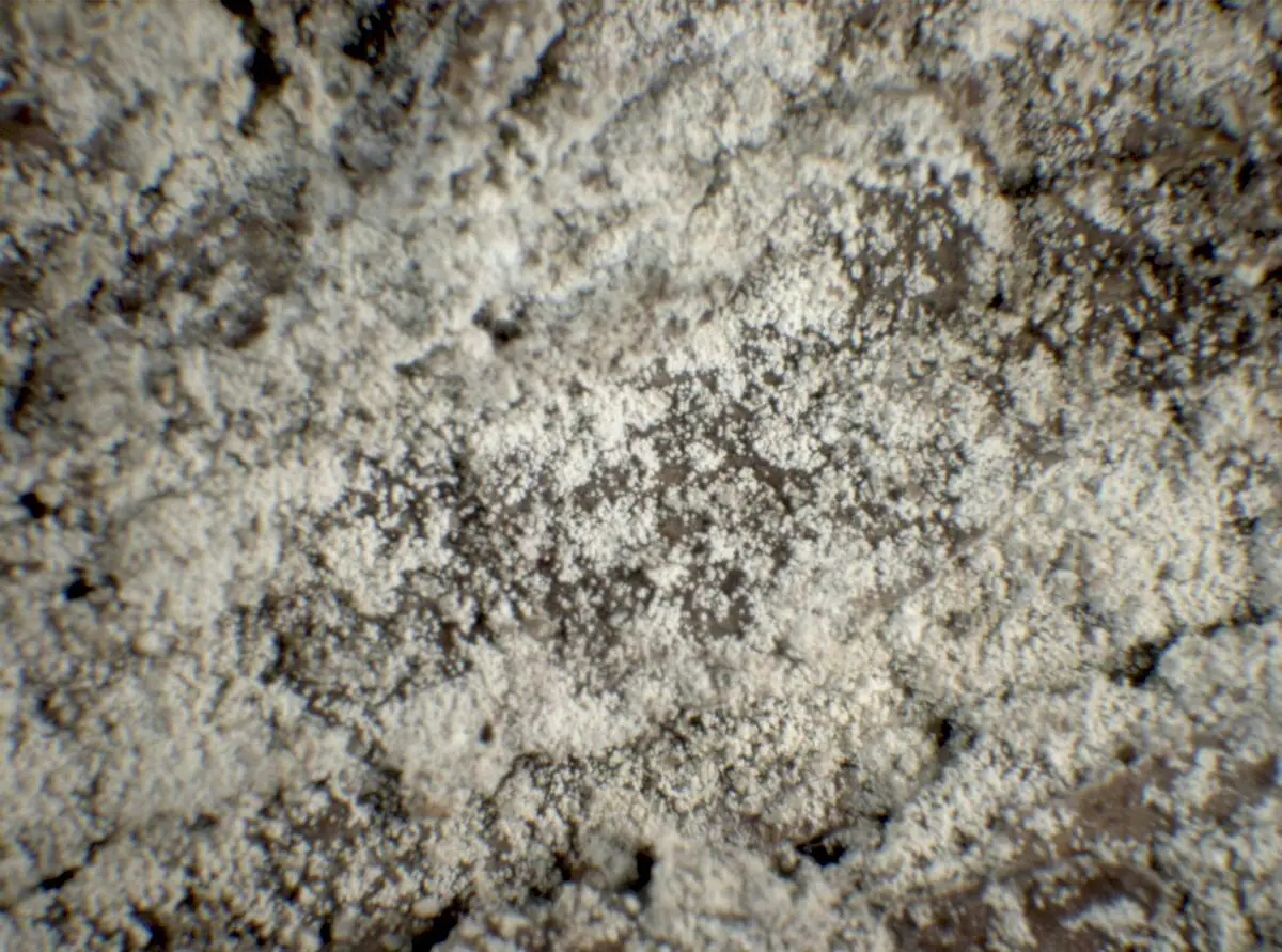 Liszajec jacka (Lepraria jackii)