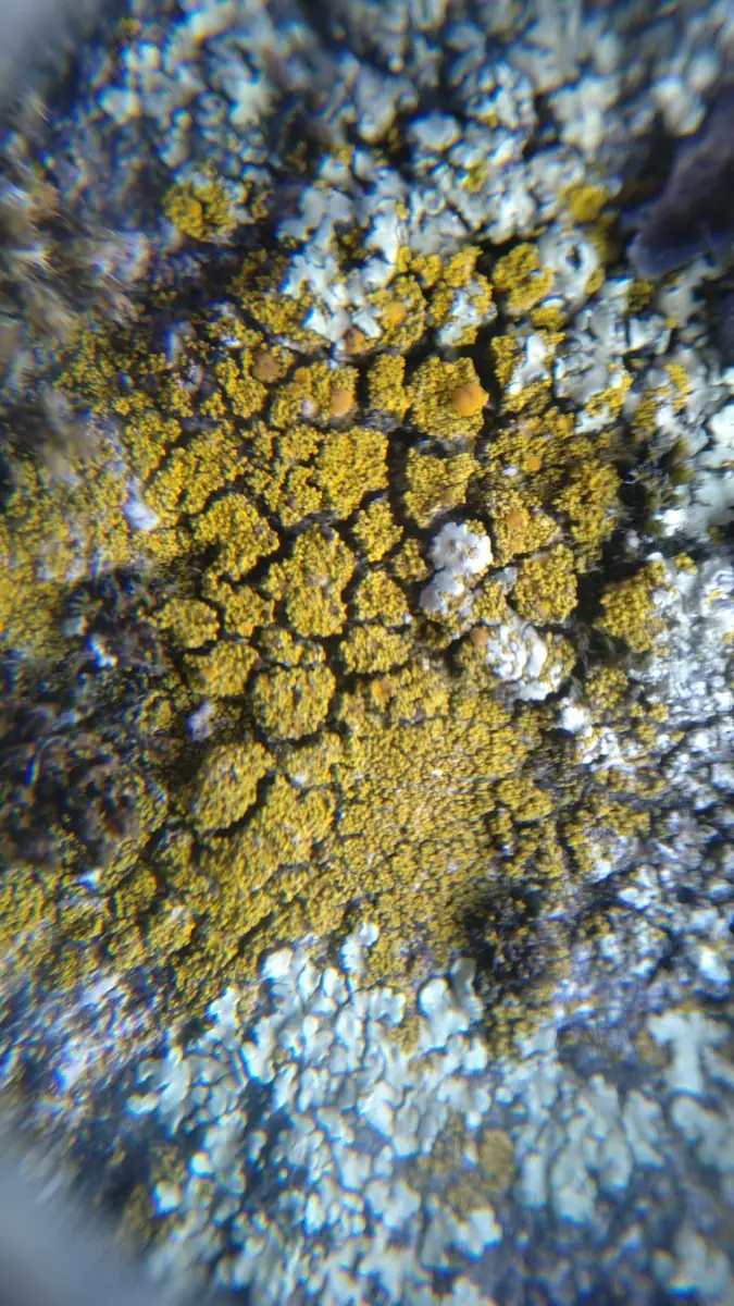 Liszajecznik koralkowaty (Candelariella coralliza) — zdjęcie 1 z 4