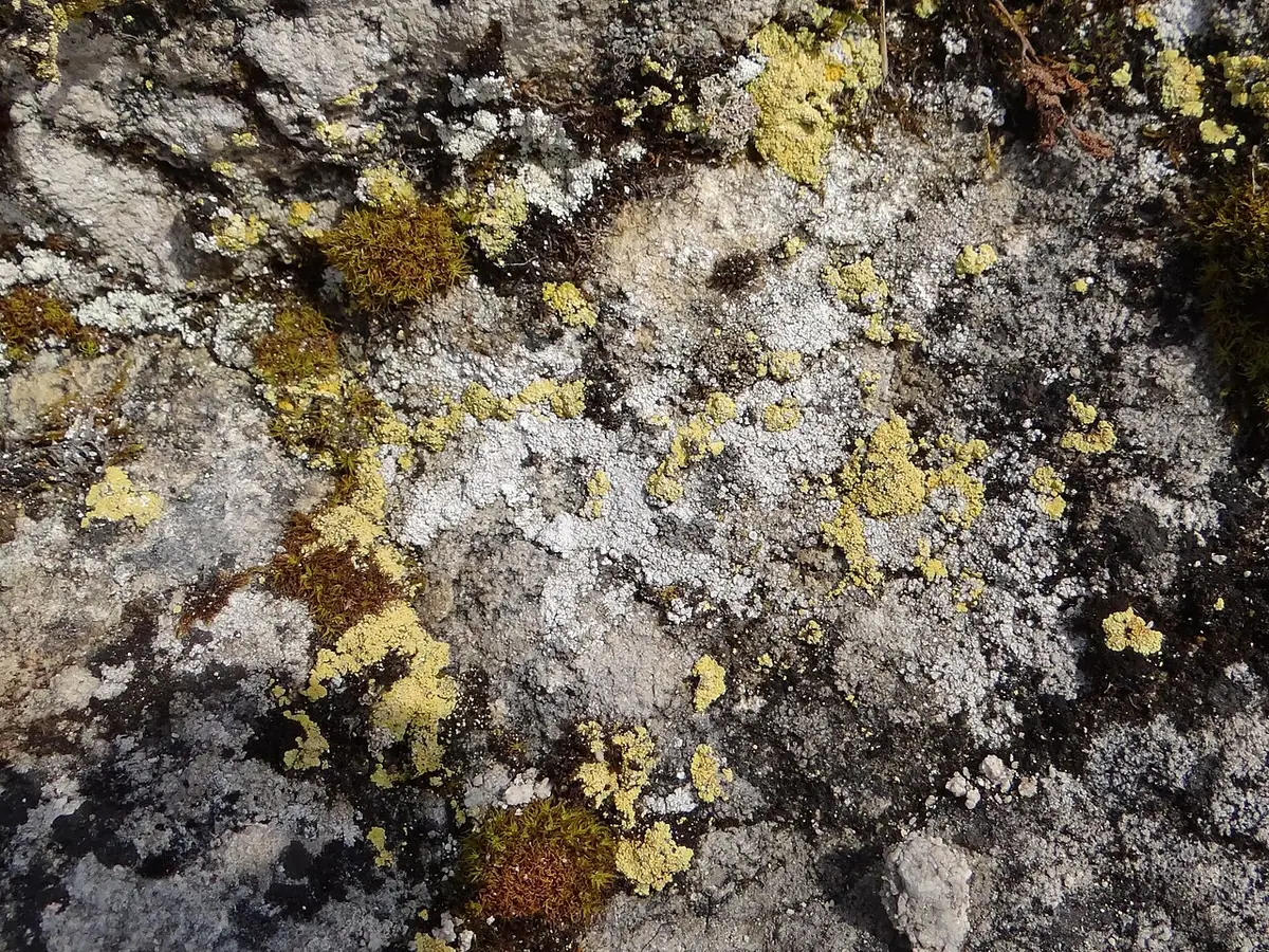 Liszajecznik odmienny (Candelariella reflexa) — zdjęcie 1 z 4