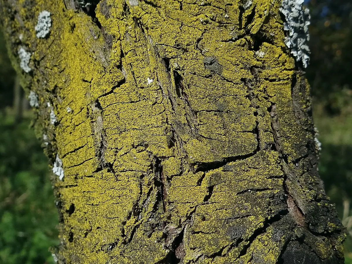 Liszajecznik ziarnisty (Candelariella xanthostigma) — zdjęcie 1 z 4