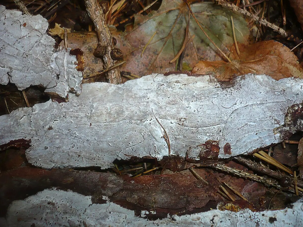 Łojówka wapienna (Exidiopsis calcea) — zdjęcie 1 z 4