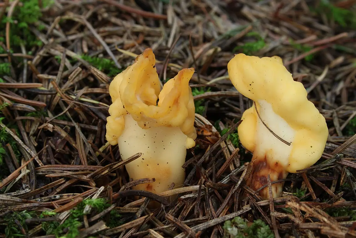 Łopatnica żółtawa (Spathularia flavida) — zdjęcie 1 z 4