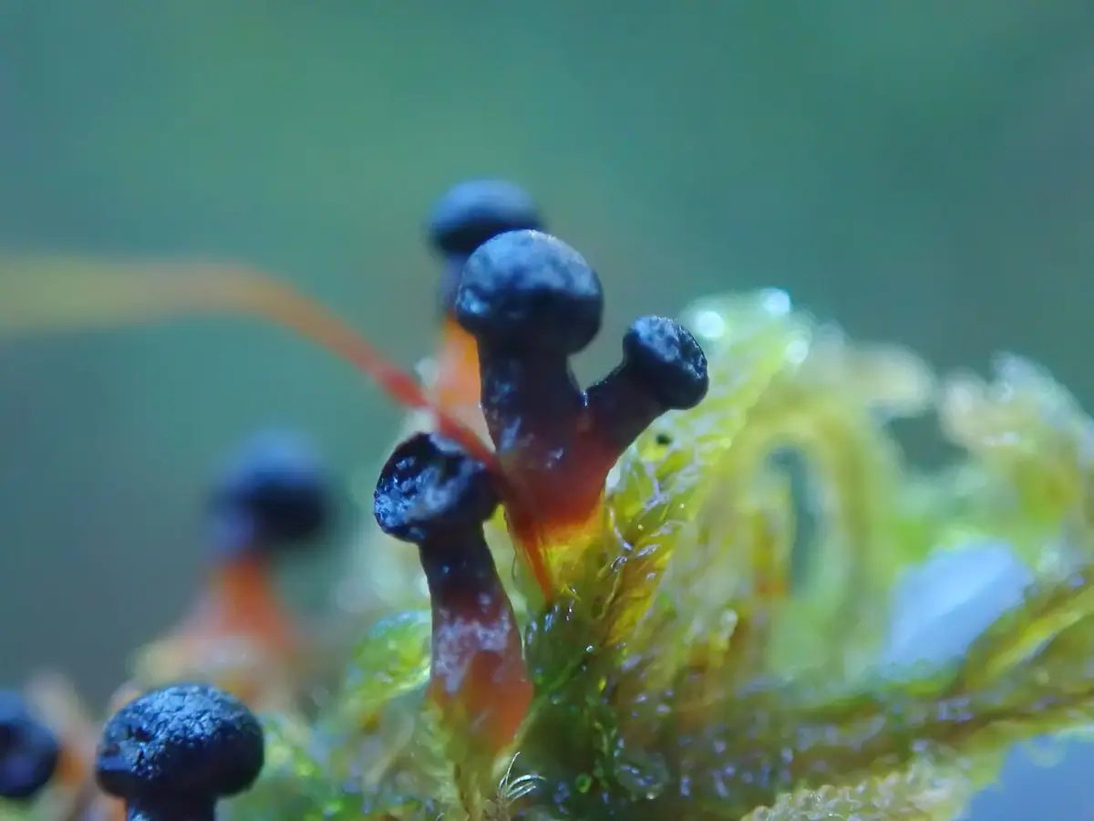 Łuskowiec tygrysowaty (Lepidoderma tigrinum) — zdjęcie 1 z 3