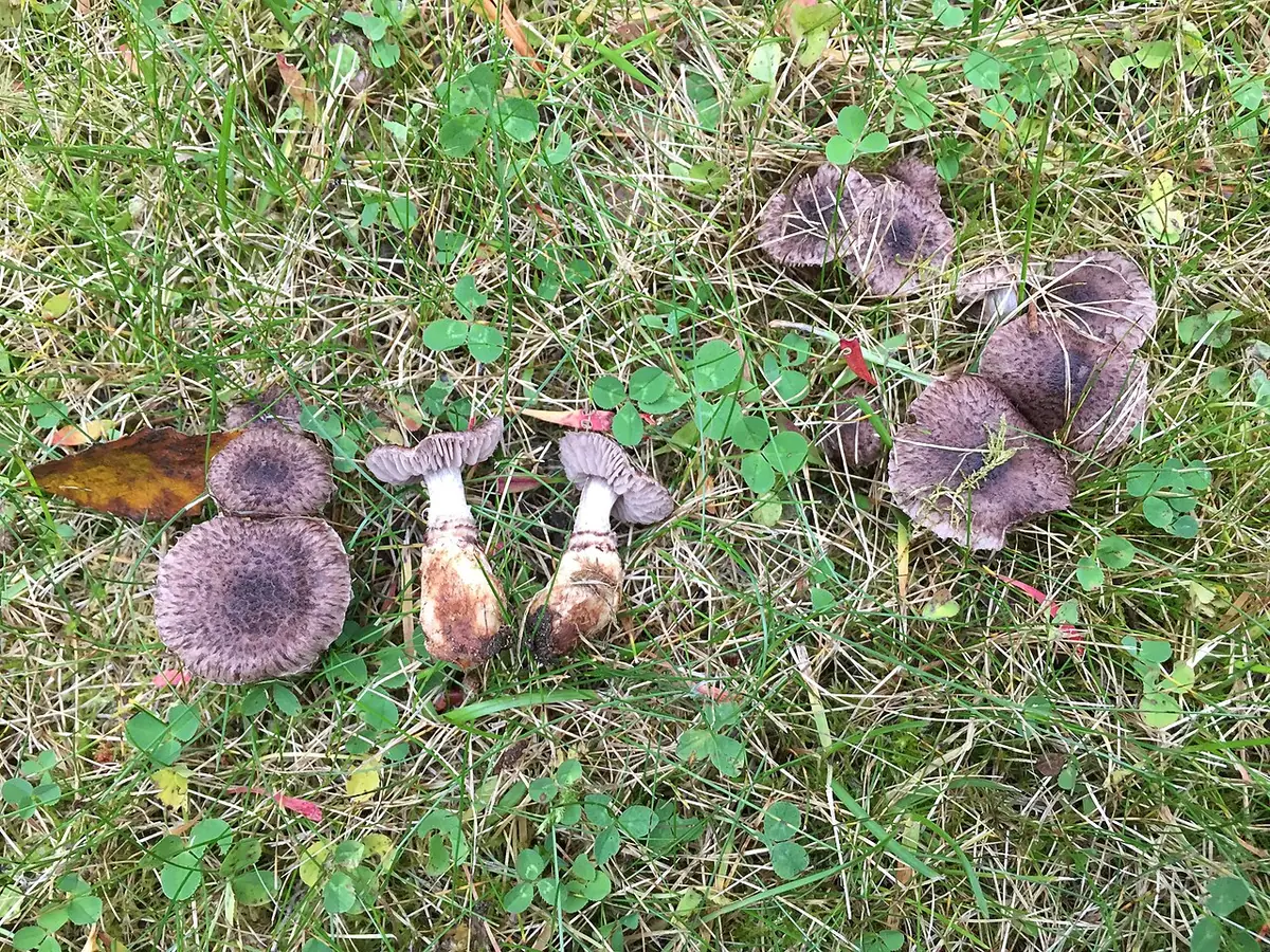 Łuskówka wonna (Squamanita odorata)