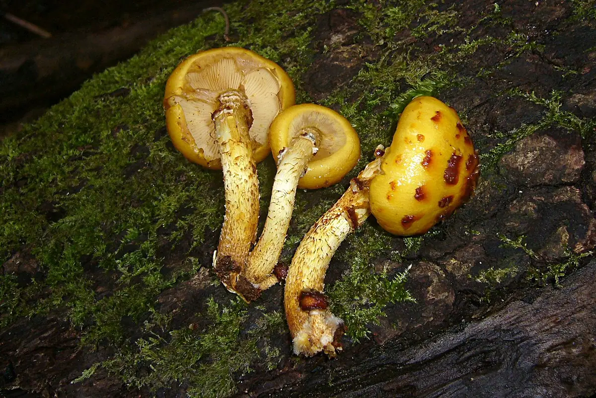 Łuskwiak brunatnołuseczkowy (Pholiota jahnii) — zdjęcie 1 z 4