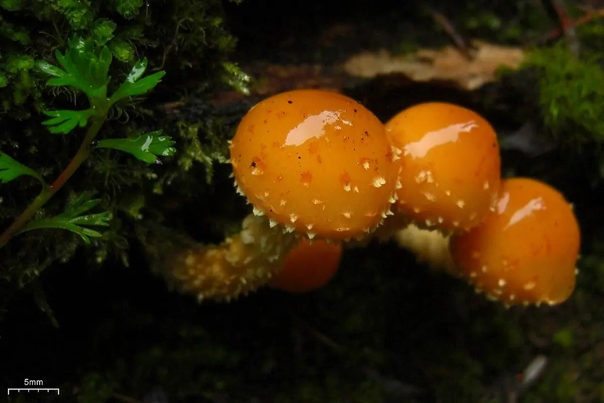 Łuskwiak cytrynowy (Pholiota limonella)