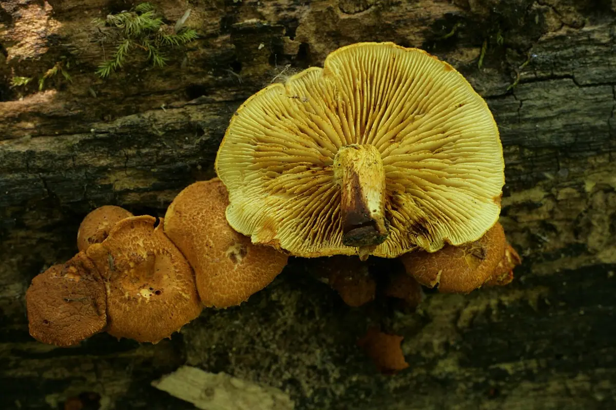 Łuskwiak gruzełkowany (Pholiota tuberculosa) — zdjęcie 1 z 4