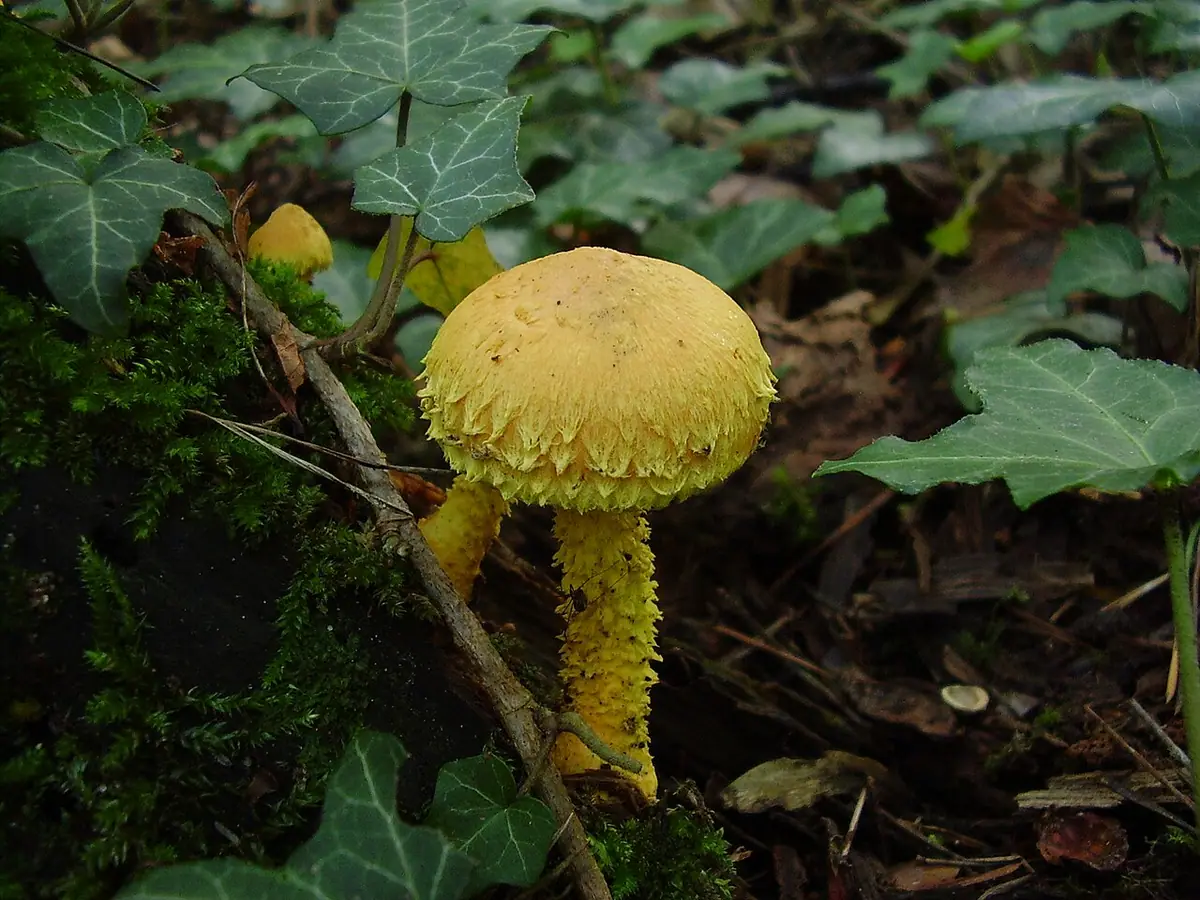 Łuskwiak ognisty (Pholiota flammans) — zdjęcie 1 z 4