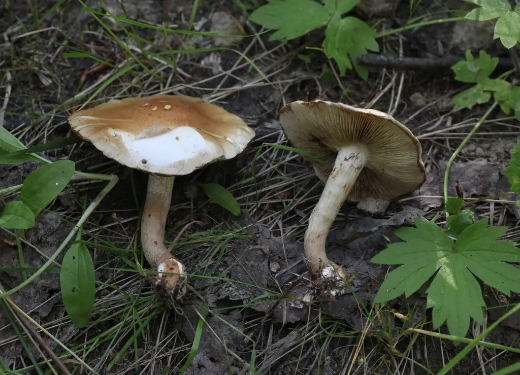 Łuskwiak podlaski (Pholiota mixta) — zdjęcie 1 z 2