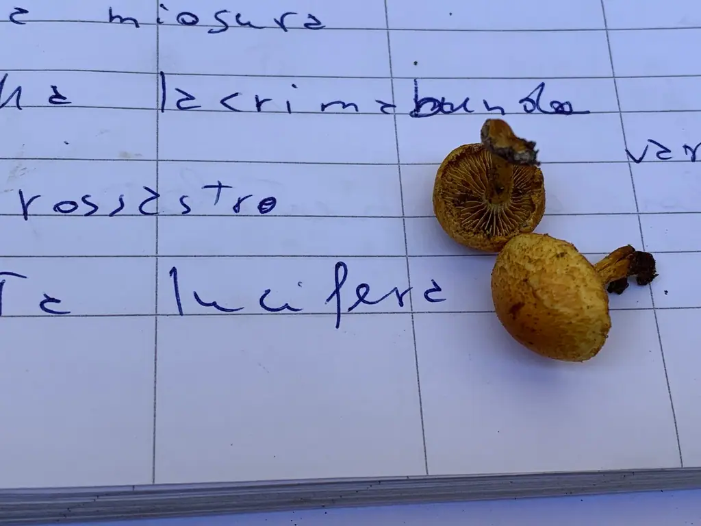 Łuskwiak pomarańczowobrązowy (Pholiota lucifera) — zdjęcie 1 z 2