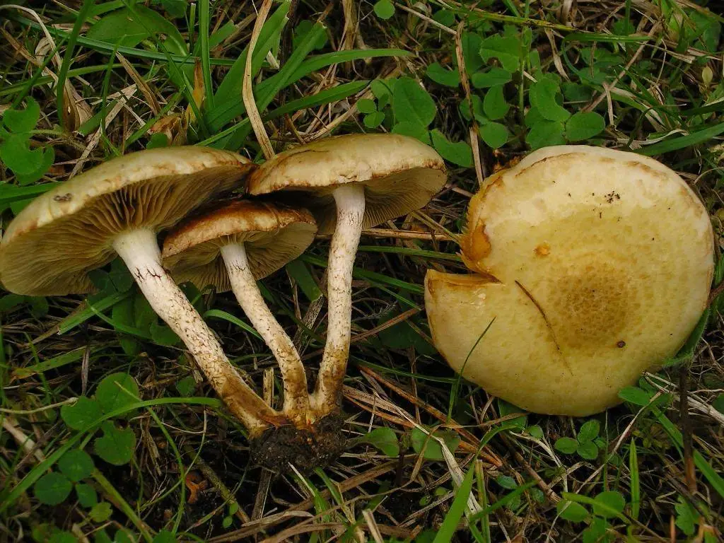 Łuskwiak słomkowy (Pholiota gummosa) — zdjęcie 1 z 4
