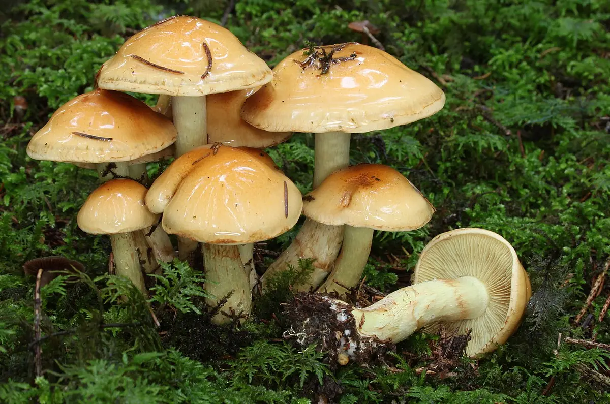 Łuskwiak śluzowaty (Pholiota lenta) — zdjęcie 1 z 4