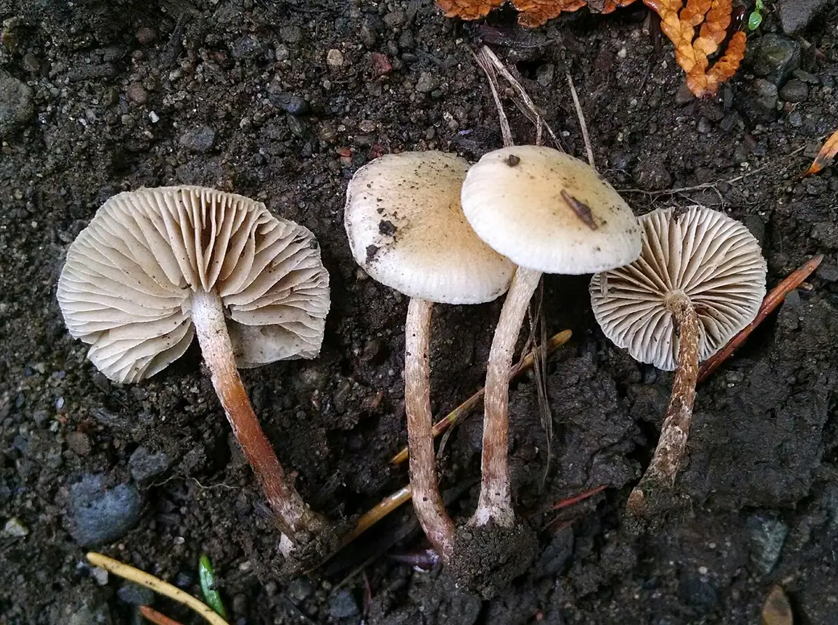 Łuskwiak świerkowy (Pholiota scamba) — zdjęcie 1 z 4