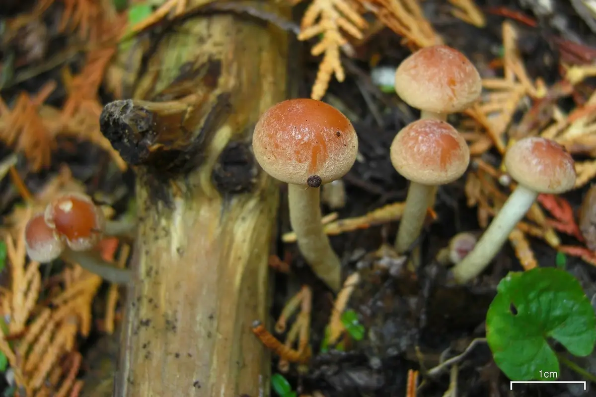 Łuskwiak szafranowoczerwony (Pholiota astragalina) — zdjęcie 1 z 3