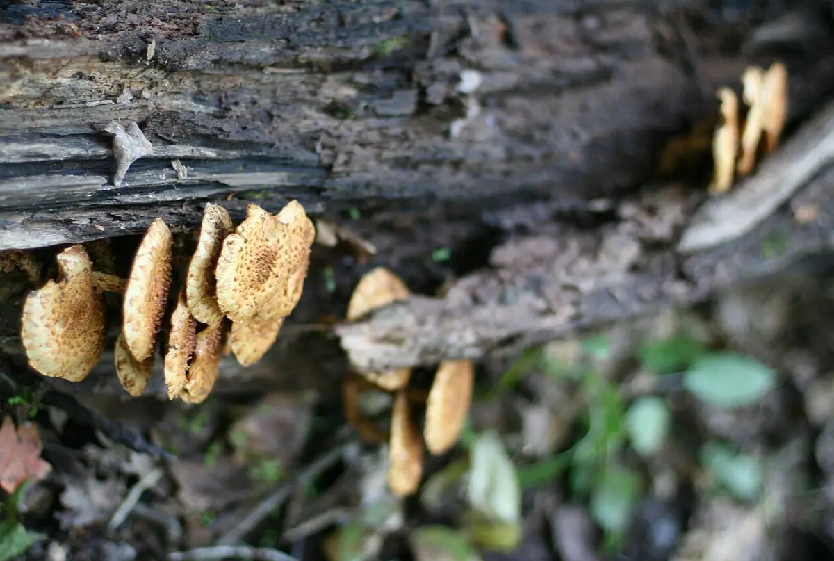 Łuskwiak tłustawy (Pholiota adiposa) — zdjęcie 1 z 4