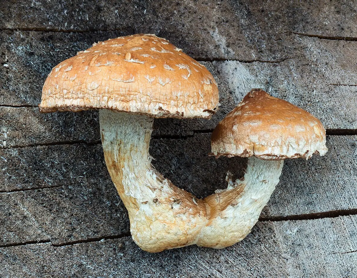 Łuskwiak topolowy (Hemipholiota populnea) — zdjęcie 1 z 4