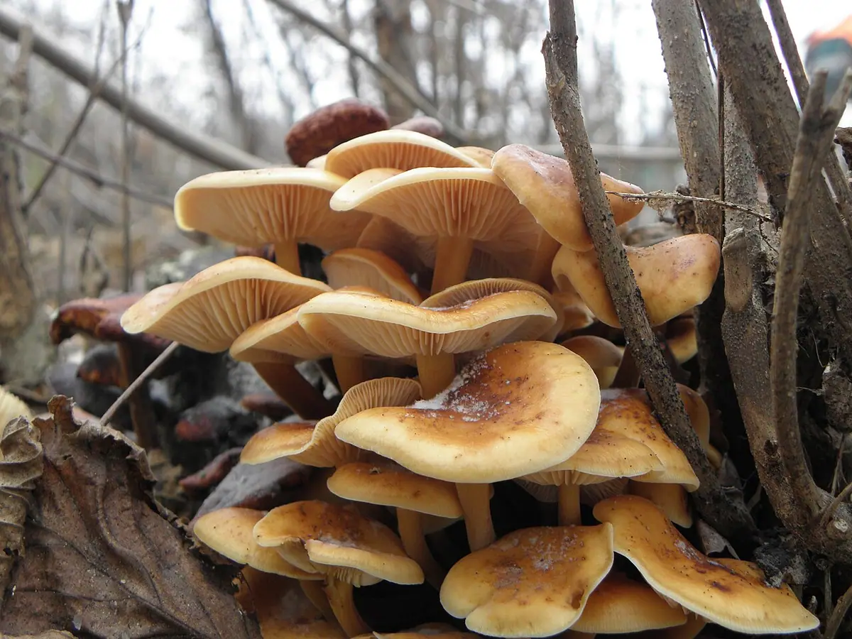 Łuskwiak wierzbowy (Pholiota conissans) — zdjęcie 1 z 4