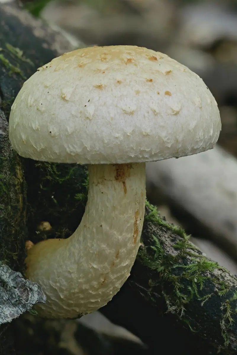 Łuskwiak włóknistołuskowaty (Hemipholiota heteroclita) — zdjęcie 1 z 3
