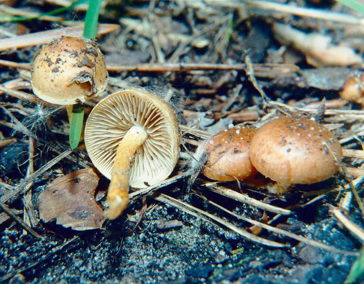 Łuskwiak wypaleniskowy (Pholiota highlandensis) — zdjęcie 1 z 4