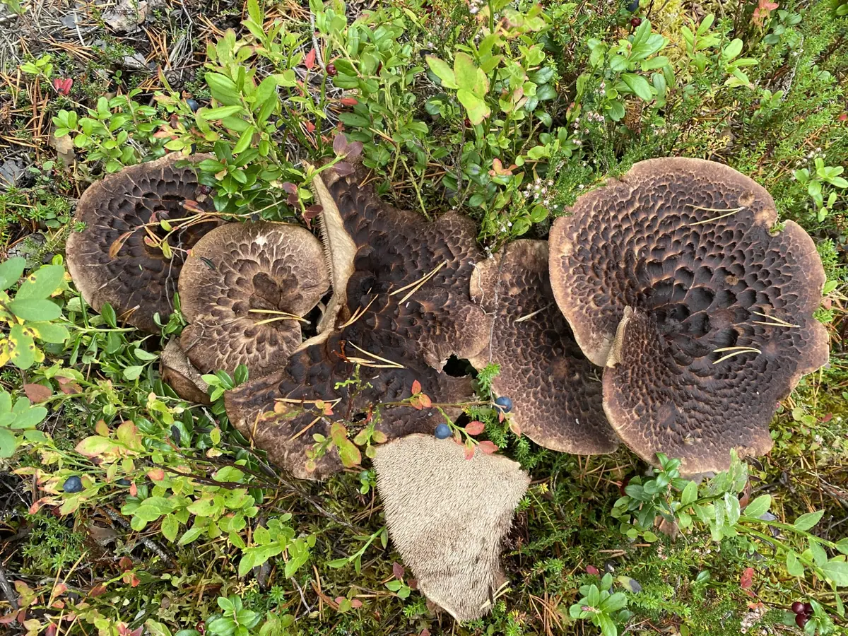Łuskwiak żółtomorelowy (Pholiota subochracea) — zdjęcie 1 z 4
