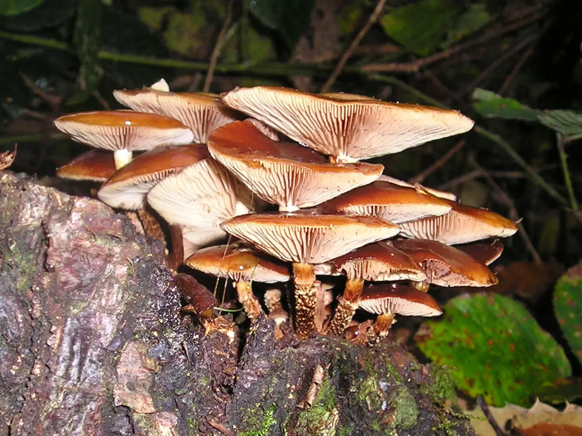 Łuszczak zmienny (Kuehneromyces mutabilis)