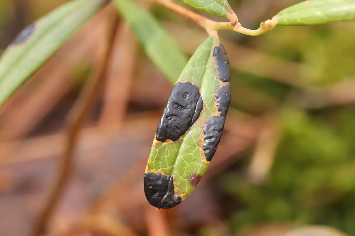 Łuszczeniec modrzewnicowy (Rhytisma andromedae) — zdjęcie 1 z 4