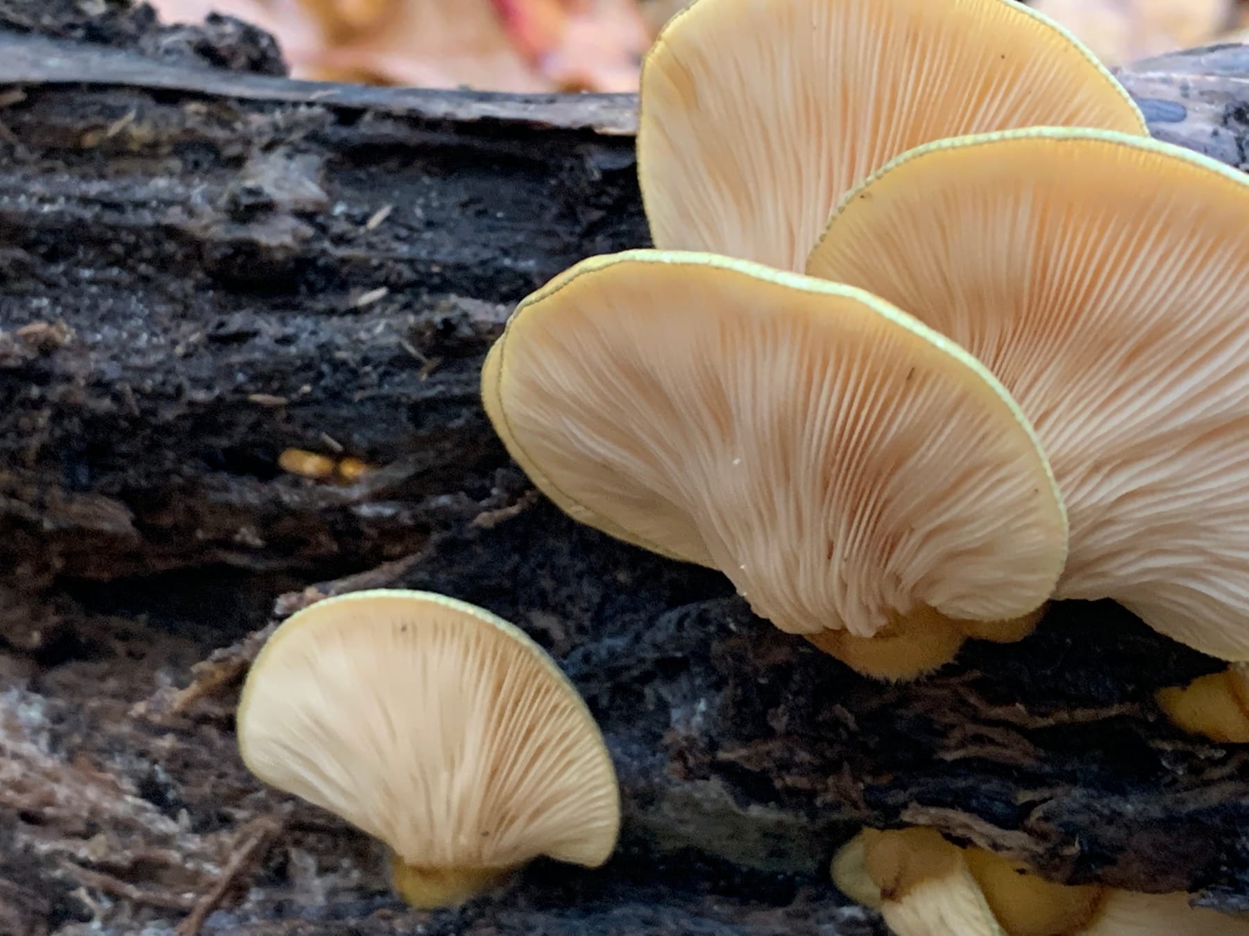 Łycznik późny (Sarcomyxa serotina) — zdjęcie 1 z 4