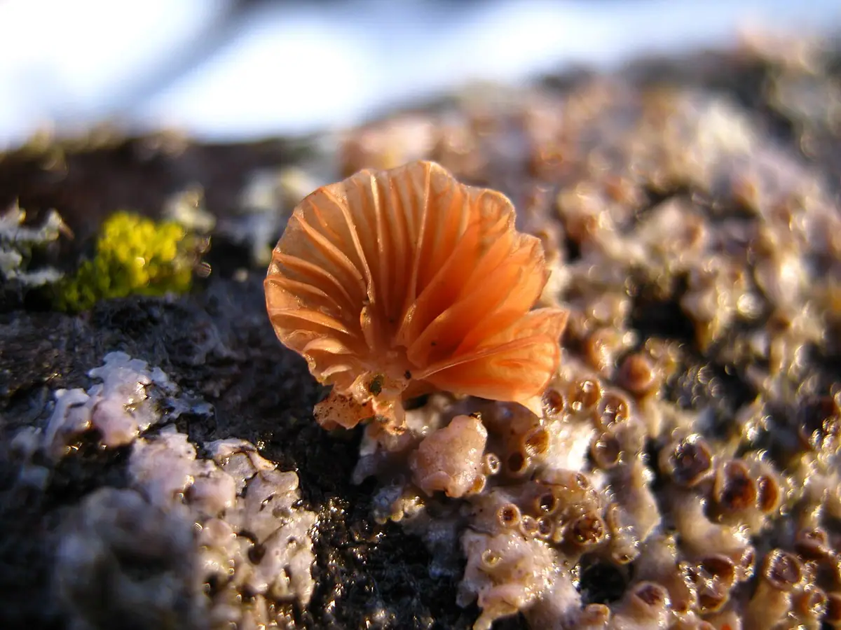 Łycznik zębatobrzegi (Panellus ringens) — zdjęcie 1 z 3