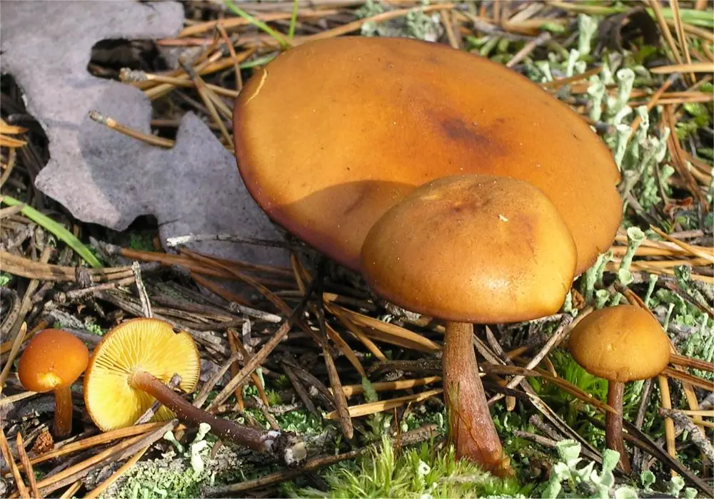 Łysak ciemnotrzonowy (Gymnopilus picreus) — zdjęcie 1 z 4
