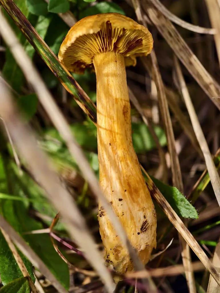 Łysak kupkówkowy (Gymnopilus flavus) — zdjęcie 1 z 2