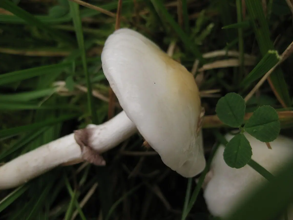 Łysiczka biaława (Stropharia albonitens) — zdjęcie 1 z 3