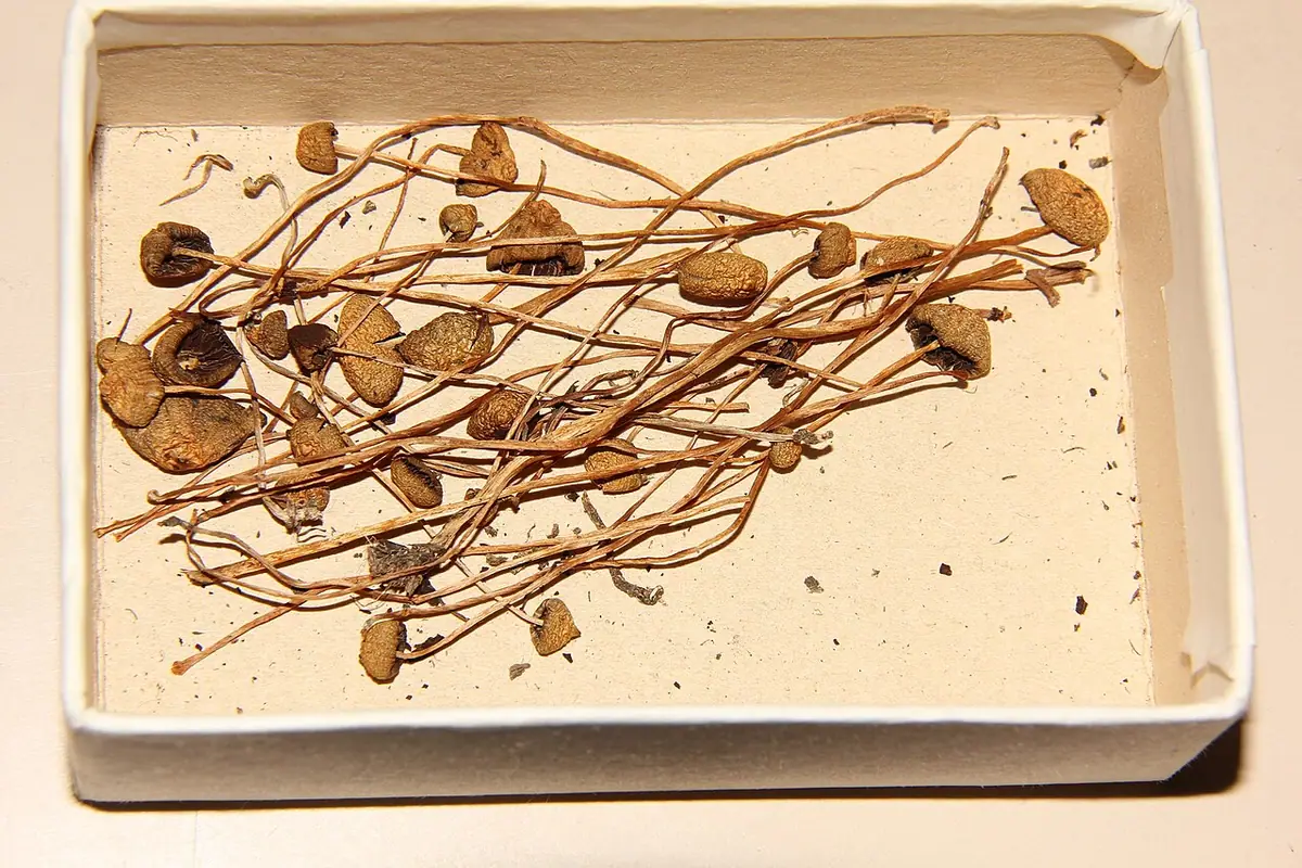 Łysiczka błotna (Psilocybe strictipes) — zdjęcie 1 z 2