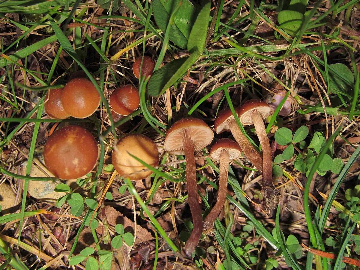 Łysiczka ciemnobrązowa (Psilocybe subviscida)
