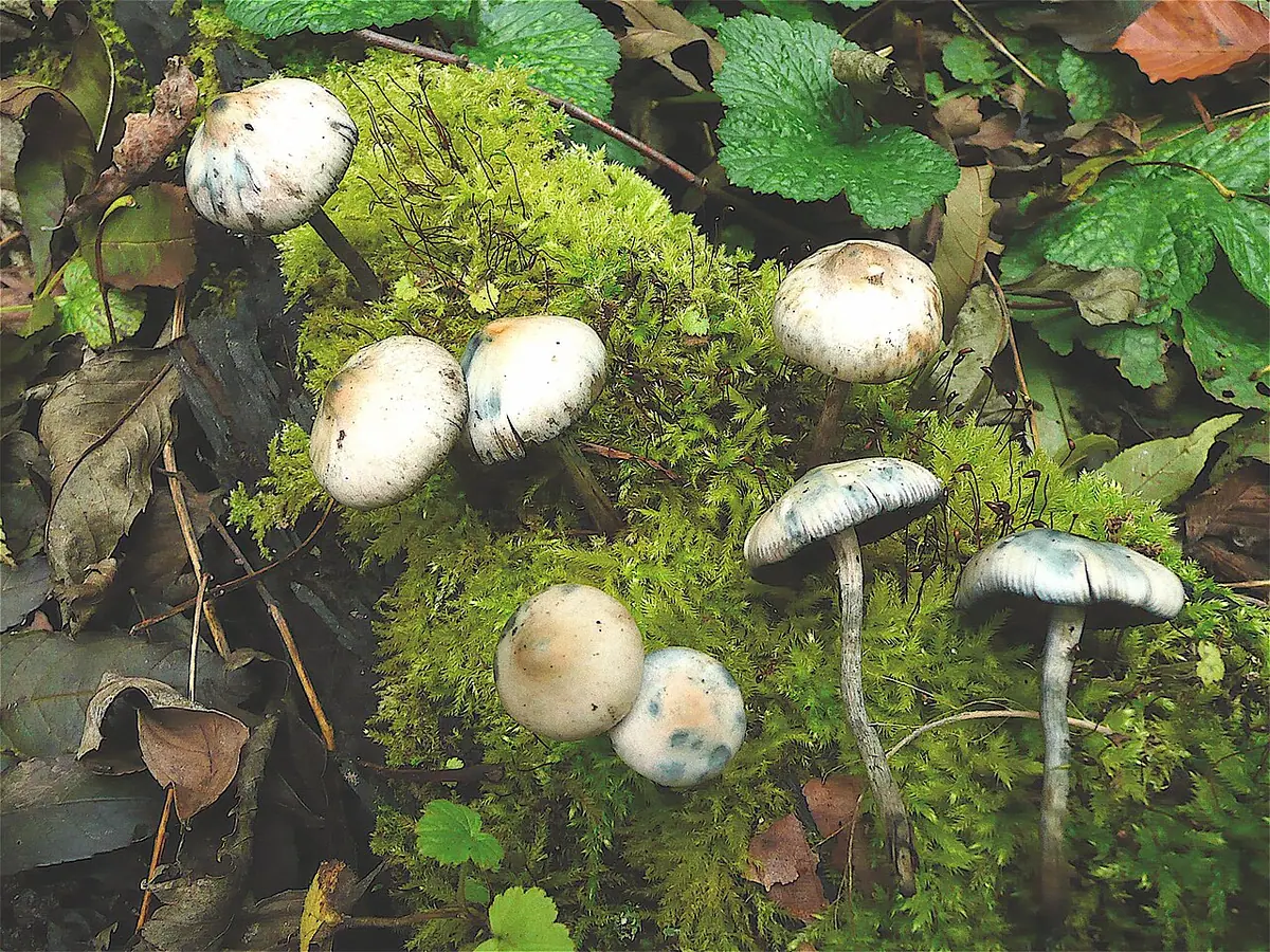 Łysiczka czeska (Psilocybe bohemica) — zdjęcie 1 z 4
