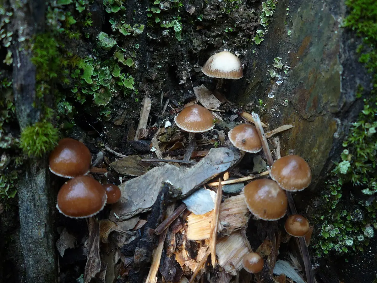 Łysiczka drobna (Psilocybe crobula) — zdjęcie 1 z 4