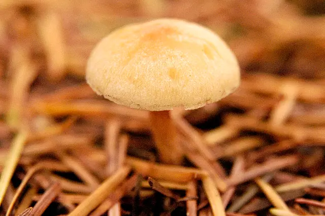 Łysiczka korzeniasta (Hypholoma radicosum) — zdjęcie 1 z 4