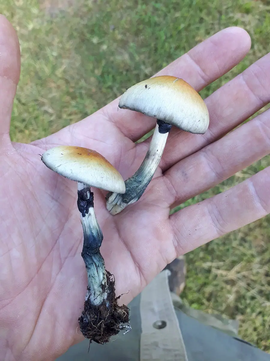Łysiczka kubańska (Psilocybe cubensis) — zdjęcie 1 z 4