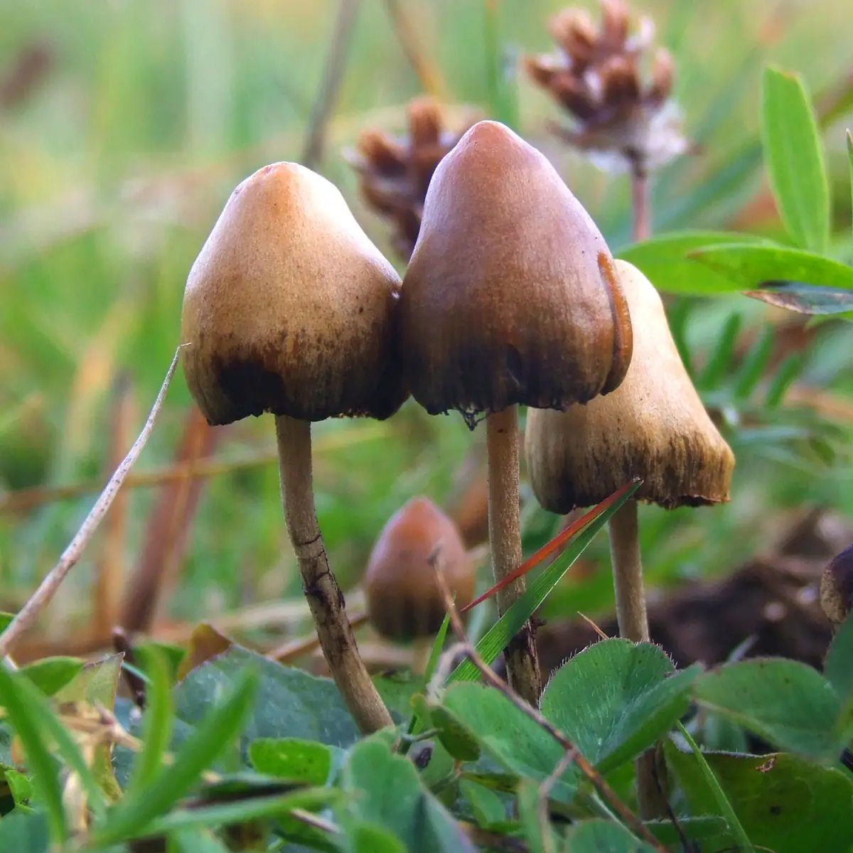 Łysiczka lancetowata (Psilocybe semilanceata) — zdjęcie 1 z 4