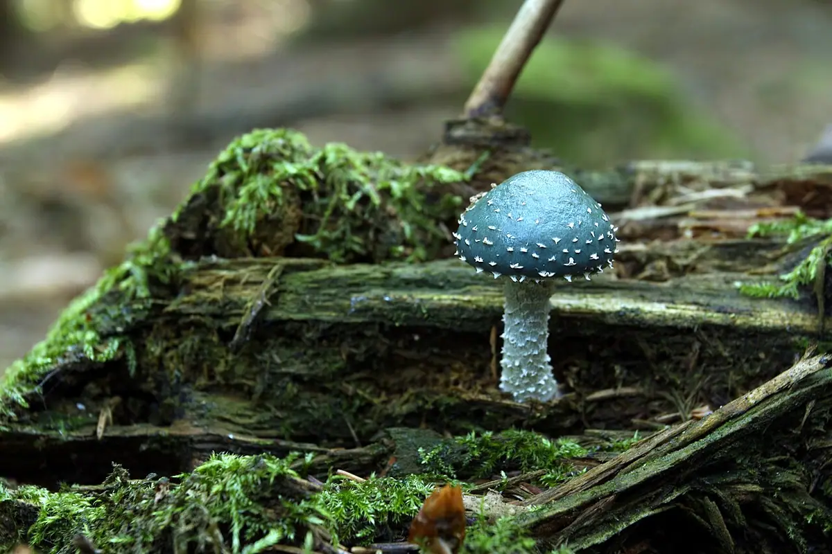 Łysiczka niebieskozielona (Stropharia aeruginosa)